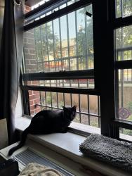 Reunited Male Cat last seen 127th near Jamaica Ave, Queens, NY 11418