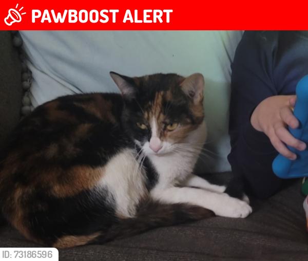 Lost Female Cat last seen 8th and W. ML ave kalamazoo mi, Oshtemo Township, MI 49009