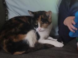 Lost Female Cat last seen 8th and W. ML ave kalamazoo mi, Oshtemo Township, MI 49009