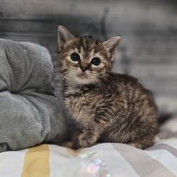 Shelter Stray Female Cat last seen , 1211 Old Graves Mill Rd, Lynchburg, VA 24502, USA
