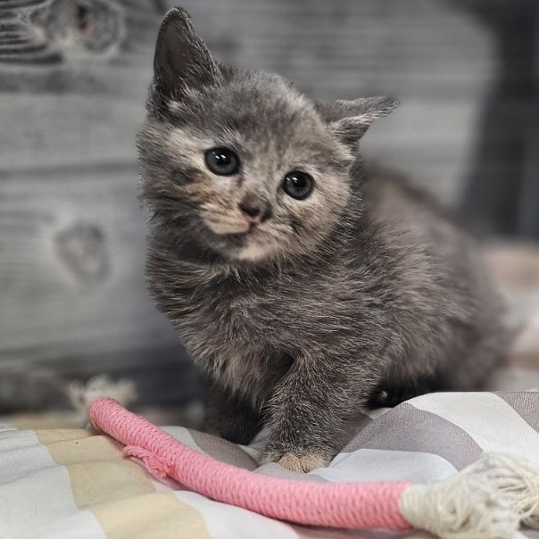 Shelter Stray Female Cat last seen , 1211 Old Graves Mill Rd, Lynchburg, VA 24502, USA