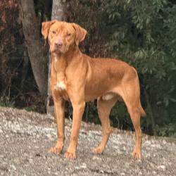 Shelter Stray Male Dog last seen , 980 Guilford College Rd, Greensboro, NC 27409, USA