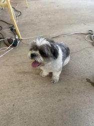 Reunited Male Dog last seen Half Moon Drive, Lake Elsinore, CA 92530