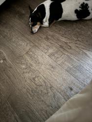 Lost Male Dog last seen By Main Street, Sunoco gas station and Mr Taco, Immokalee, FL 34142