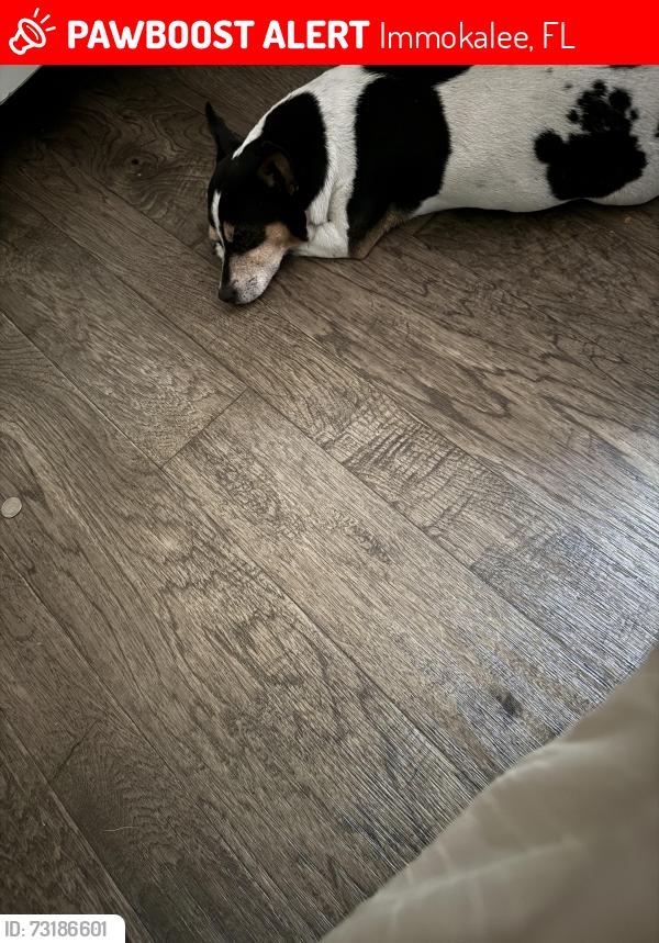Lost Male Dog last seen By Main Street, Sunoco gas station and Mr Taco, Immokalee, FL 34142