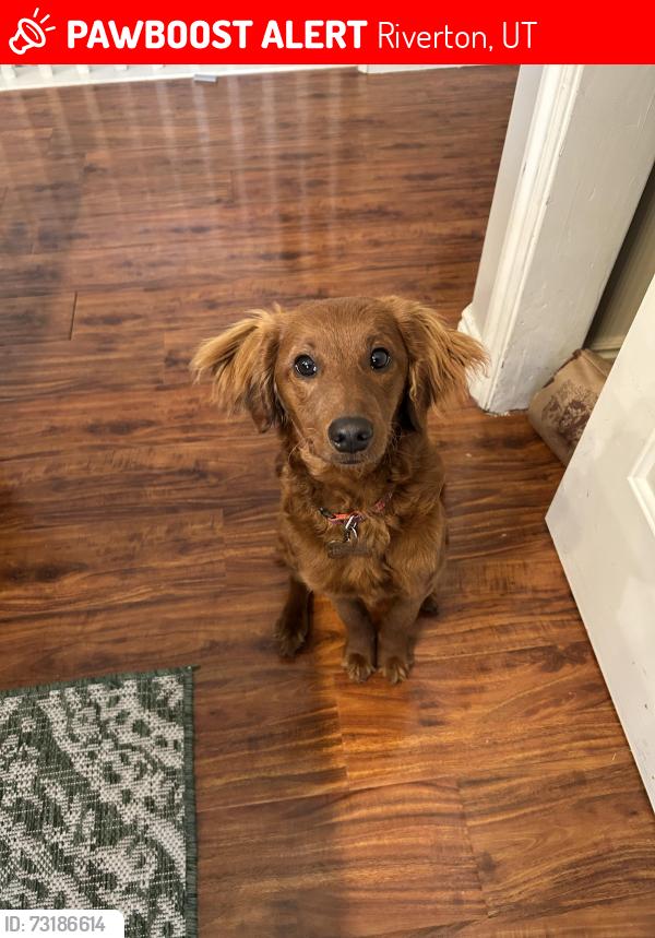 Lost Male Dog last seen Mountain View highway, Riverton, UT 84096