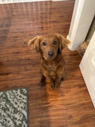 Lost Male Dog last seen Mountain View highway, Riverton, UT 84096