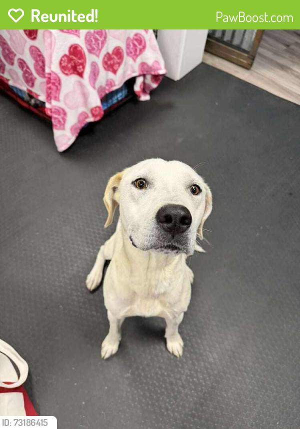 Reunited Female Dog last seen Parker road and quincy, Aurora, CO 80015