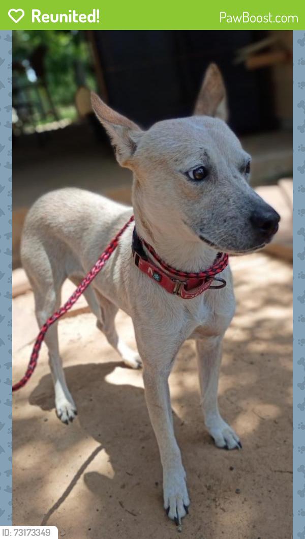 Reunited Male Dog last seen Gordon side rd and rogers rd, Fulshear, TX 77441