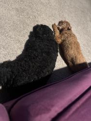 Reunited Male Dog last seen Arlington Web Britton, Grand Prairie, TX 75054