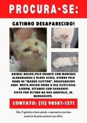 Lost Male Cat last seen Rua Anápolis com Rua Taiúva, Jardim Maragojipe, SP 08580-250