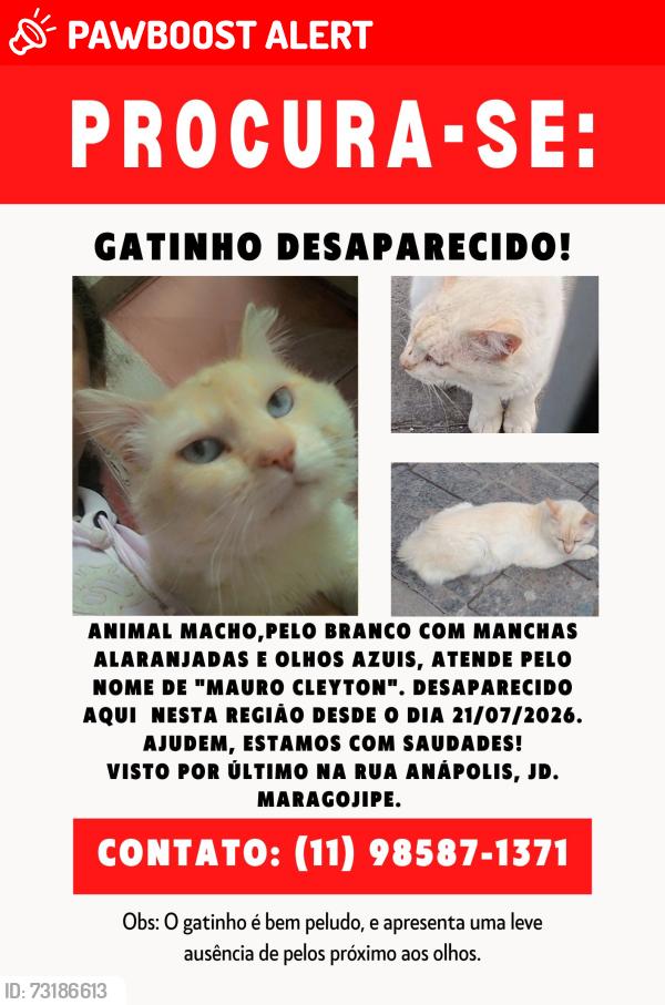 Lost Male Cat last seen Rua Anápolis com Rua Taiúva, Jardim Maragojipe, SP 08580-250