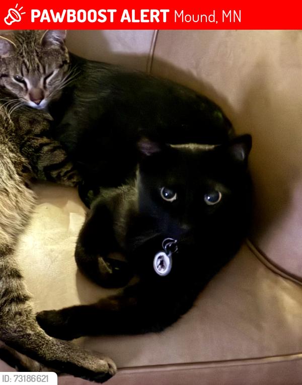 Lost Male Cat last seen Co Rd 151 and 110, Mound, MN 55364