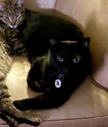 Lost Male Cat last seen Co Rd 151 and 110, Mound, MN 55364