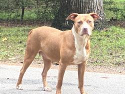 Found/Stray Female Dog last seen Country Park, Greensboro, NC 27455