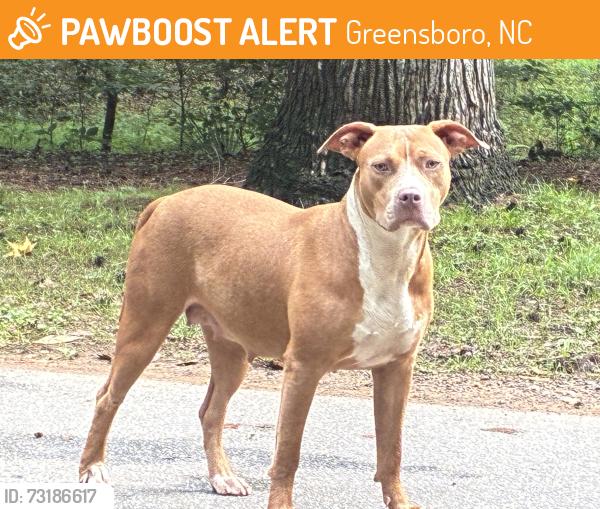 Found/Stray Female Dog last seen Country Park, Greensboro, NC 27455