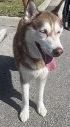 Reunited Unknown Dog last seen port saint lucie, Port St. Lucie, FL 34986