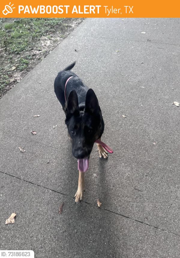 Found/Stray Female Dog last seen Rose Rudman, Tyler, TX 75712