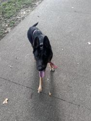 Found/Stray Female Dog last seen Rose Rudman, Tyler, TX 75712
