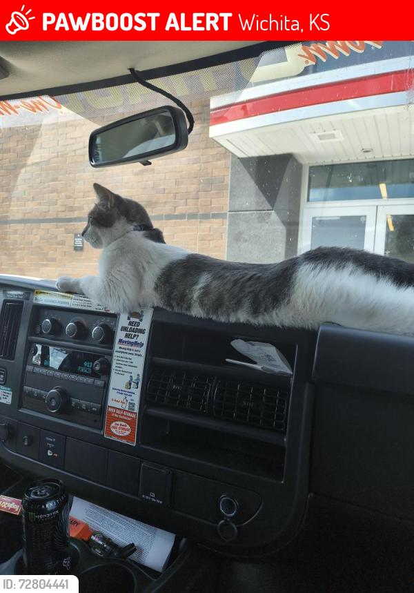 Lost Female Cat last seen Walmart, Wichita, KS 67207