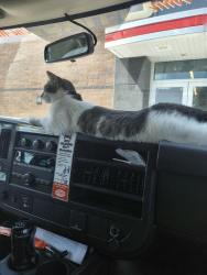Lost Female Cat last seen Walmart, Wichita, KS 67207