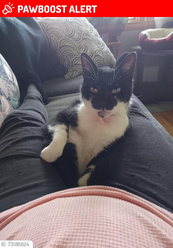 Lost Male Cat last seen Payne and Gillmore, North Tonawanda, NY 14120