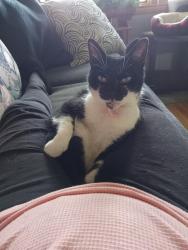 Lost Male Cat last seen Payne and Gillmore, North Tonawanda, NY 14120