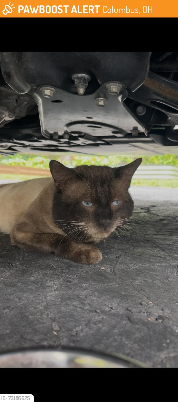 Found/Stray Male Cat last seen Morse and high st, Columbus, OH 43214