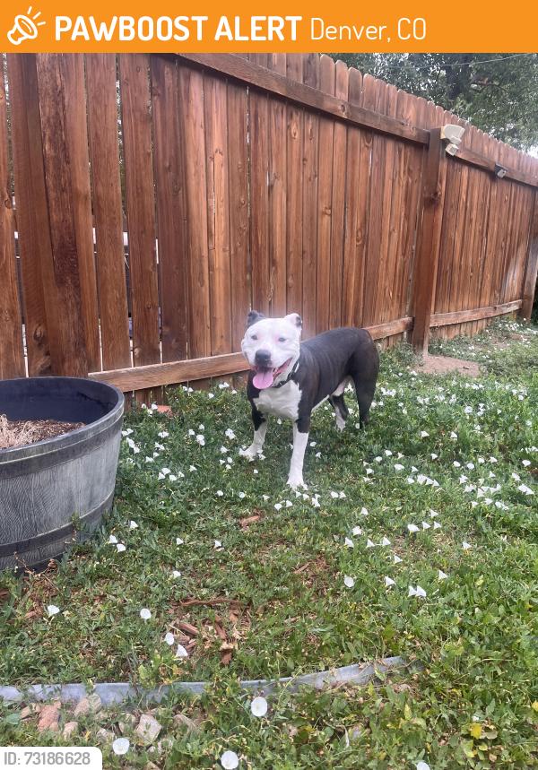Found/Stray Male Dog last seen Hale Ave & 11th St, Denver, CO 80220