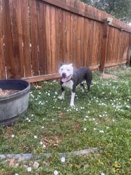 Found/Stray Male Dog last seen Hale Ave & 11th St, Denver, CO 80220