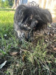 Found/Stray Male Dog last seen Florin creek park, Sacramento, CA 95823