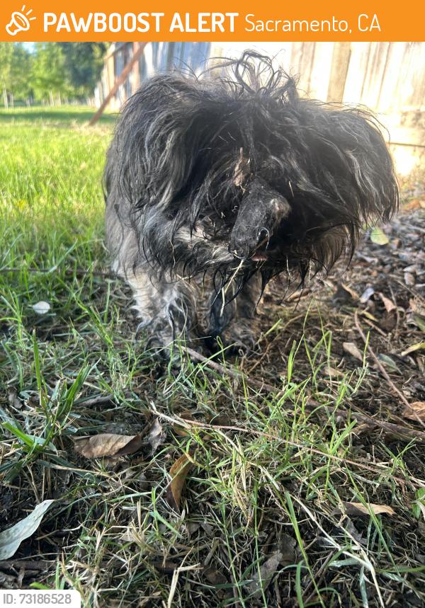 Found/Stray Male Dog last seen Florin creek park, Sacramento, CA 95823