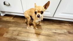 Reunited Male Dog last seen Pelham est near the Prisma Health hosp, Greenville, SC 29615