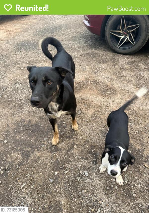 Reunited Unknown Dog last seen Found on our farm/acreage between Camak Rd, Cemetary rd, and Hwy 25., Ware Shoals, SC 29692