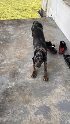 Reunited Unknown Dog last seen Near dover Fort Barnwell Road dover NC 28526, Dover, NC 28526