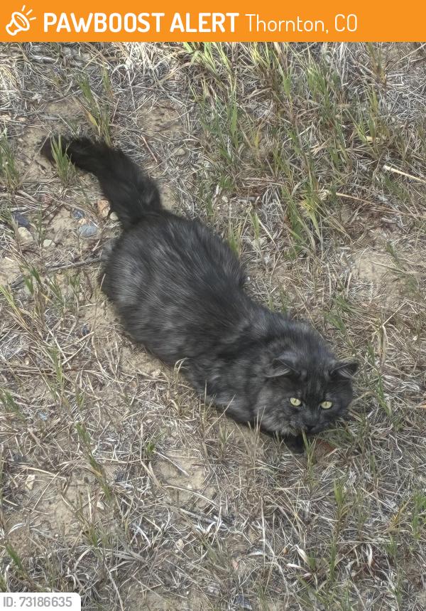 Found/Stray Unknown Cat last seen Near the open space behind Fairfield neighborhood, Thornton, CO 80229