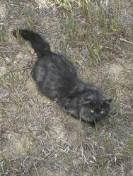 Found/Stray Unknown Cat last seen Near the open space behind Fairfield neighborhood, Thornton, CO 80229