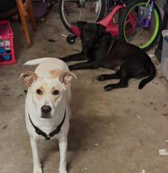Reunited Male Dog last seen First Baptist Alabaster, Alabaster, AL 35007