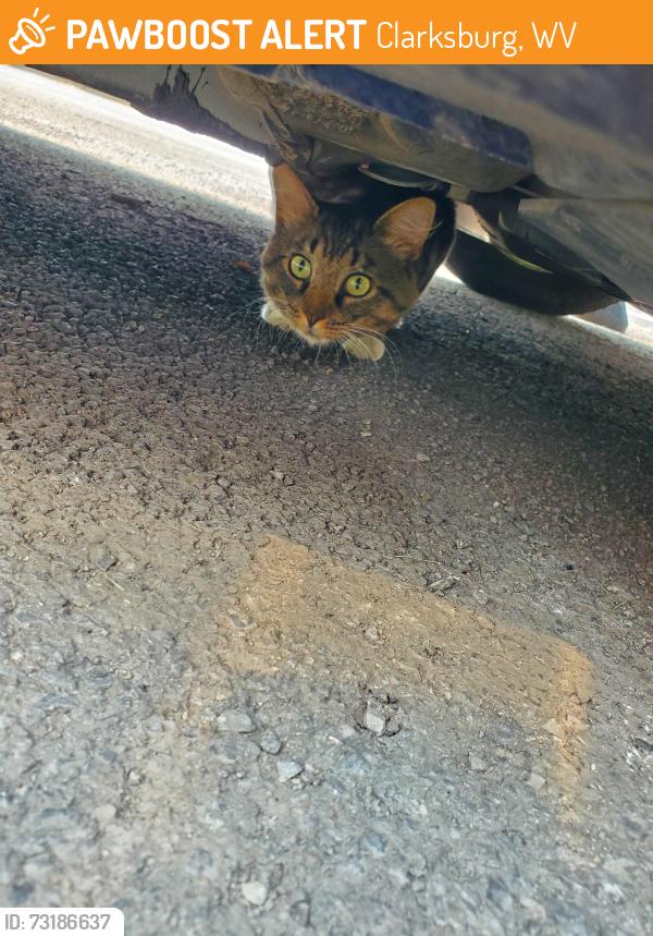 Found/Stray Male Cat last seen Near oak Spring Court, Clarksburg, WV 26301