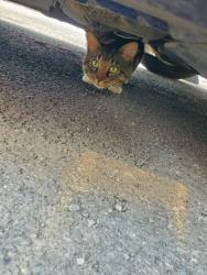 Found/Stray Male Cat last seen Near oak Spring Court, Clarksburg, WV 26301