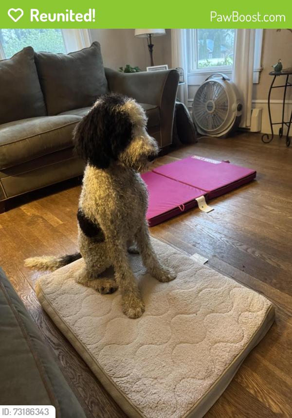 Reunited Female Dog last seen Arlington place, Hendersonville, NC 28791