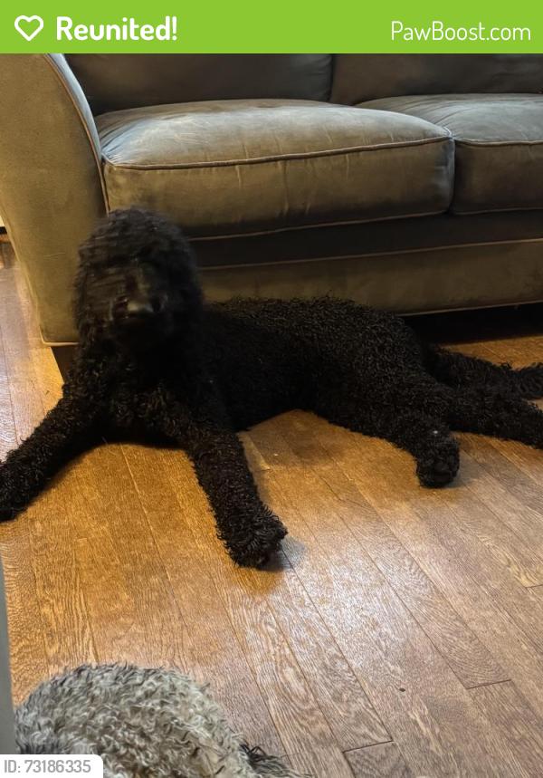 Reunited Male Dog last seen Arlington place, Hendersonville, NC 28791