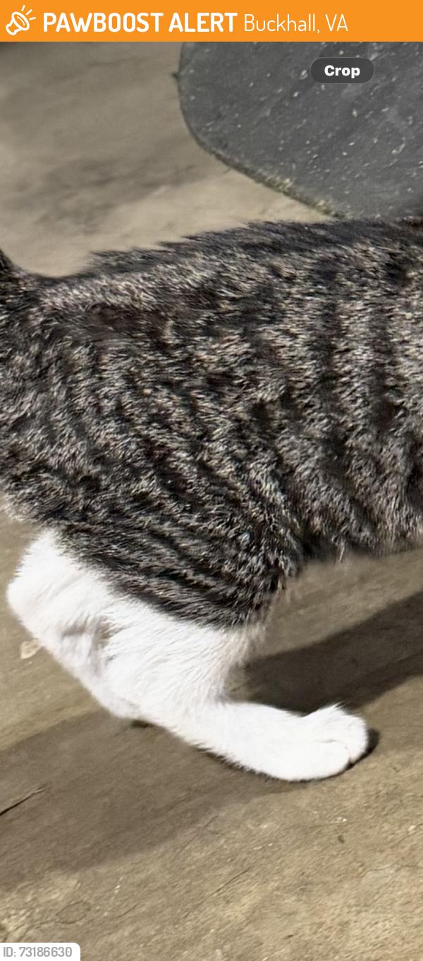 Found/Stray Unknown Cat last seen Country roads, Buckhall, VA 20112