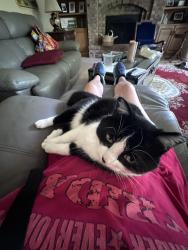 Lost Female Cat last seen Zuni St and 148th Ramsey mn, Ramsey, MN 55303