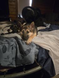 Reunited Female Dog last seen Storage star storage facility, Pasco, WA 99301
