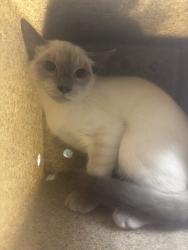 Shelter Stray Male Cat last seen , 957 N Gaffey St, San Pedro, CA 90731, USA