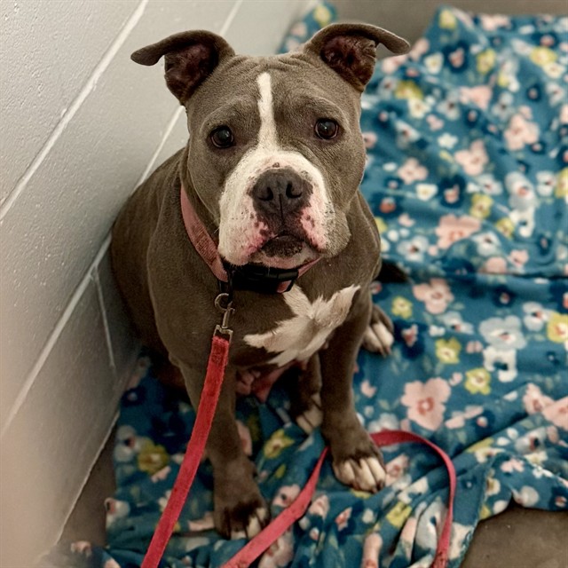 Shelter Stray Female Dog last seen PINE MEADOWS GOLF COURSE RD, EUSTIS, 12280 County Rd 448, Tavares, FL 32778, USA