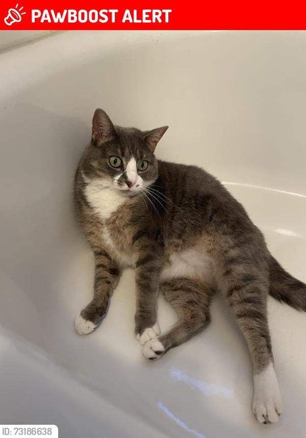 Lost Female Cat last seen Sprucewood Dr with Hickory Grove, Limerick Township, PA 19468