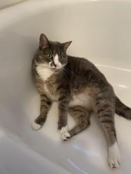 Lost Female Cat last seen Sprucewood Dr with Hickory Grove, Limerick Township, PA 19468