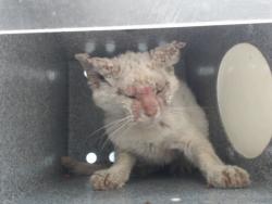 Shelter Stray Male Cat last seen , 2769 Conroy Rd, Orlando, FL 32839, USA